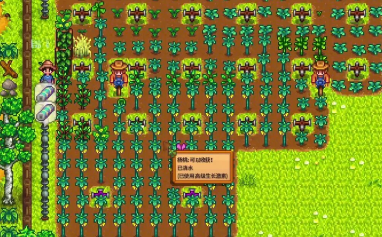 星露谷物语夏天该种什么